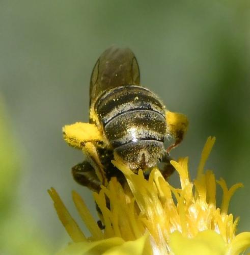 Seladonia subaurata